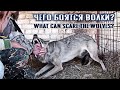 Чего боятся волки? | What can scare the wolves? (часть 1)