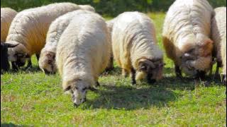 Robert Tărnăveanu - Patru stâni la munte am