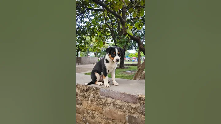 Watch the video about Cute pet puppy adorable video #puppy #cute #pets #funny #dog #animals #shorts