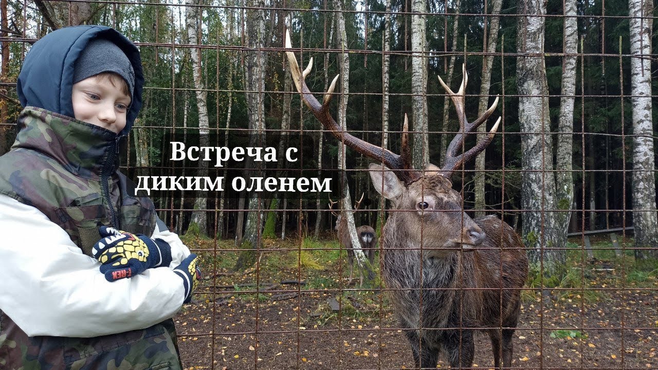 Встреча с диким оленем. Октябрь, 2025