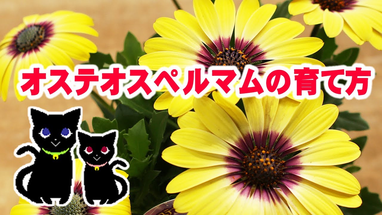 オステオスペルマムの育て方 Youtube