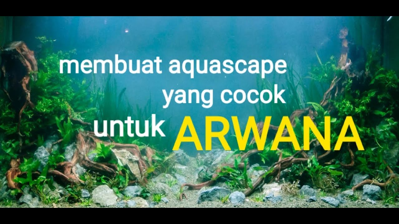 tutorial membuat aquascape yang cocok untuk ikan arwana