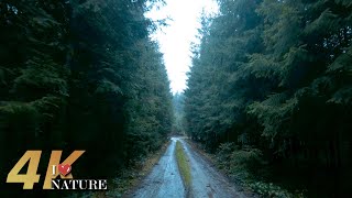 Virtual Walk Through the Dark and Foggy Forest | After the Rain