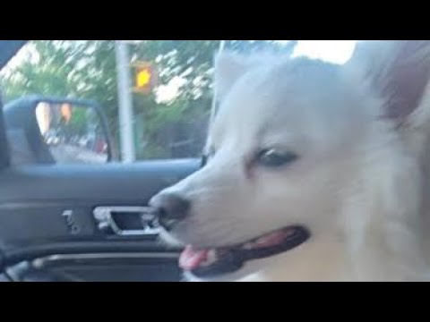 Dog Is Locked In Hot Car For 2 Hours, Until Officer Comes - YouTube