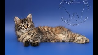 Котенок - кошечка Курильского бобтейла Веста Звезда Курил (2 месяца) Котенок - кошечка Курильского бобтейла Веста Звезда Курил (2 месяца)