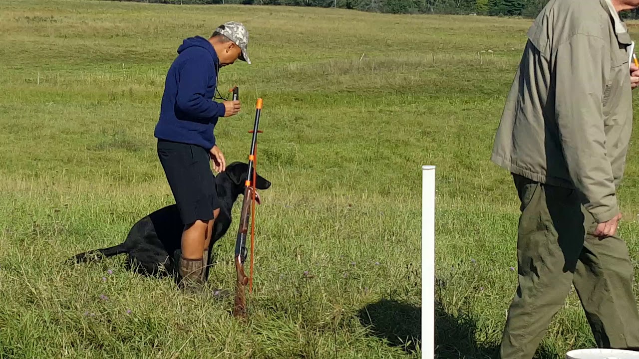 akc-master-hunt-test-panther-land-serie-youtube