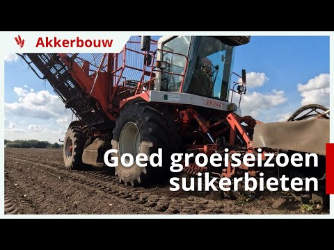 Goed groeiseizoen suikerbieten