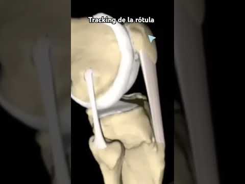 ANATOMÍA DE LA