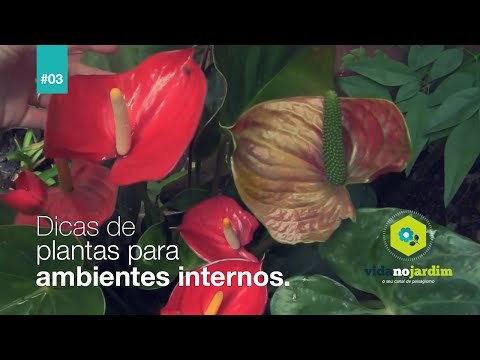 Dicas de plantas para ambientes internos