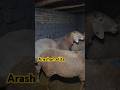 ARASHAN elita #arashan #arashap #elita #elita7 #rek