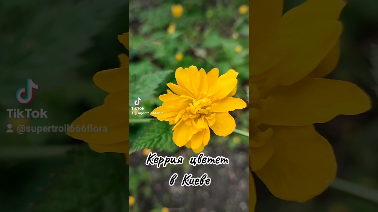 Керрия цветет в Киеве 