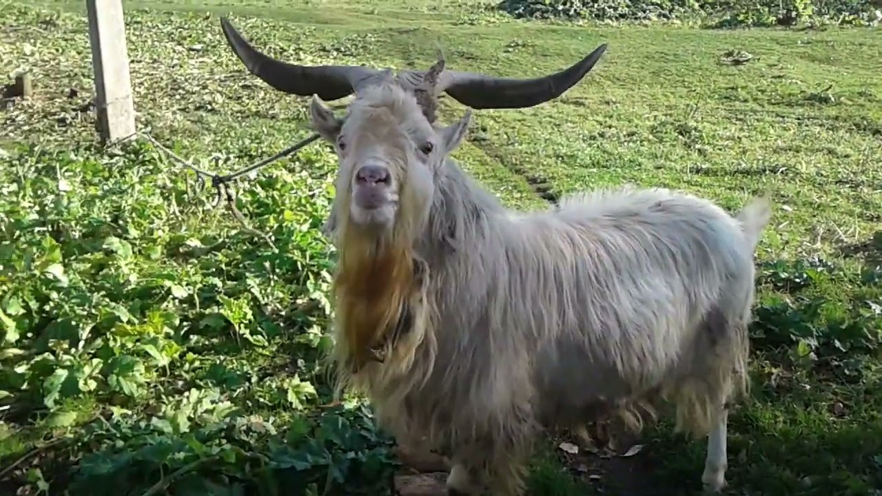 Козел Степа развлекается! - YouTube