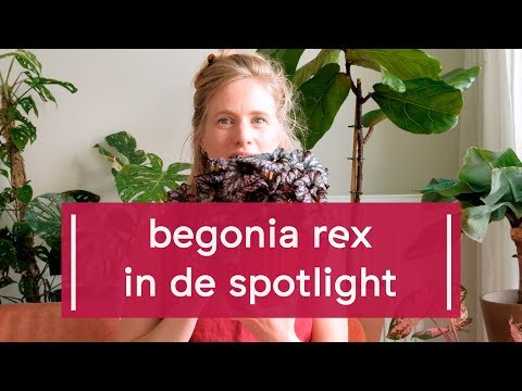 Video: Indoor Rex Begonia Care – Hoe Rex Begonia als kamerplant te kweken
