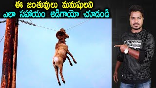 Animals asking humans for help | Animal Facts | In Telugu | Vikram Aditya Latest Videos | #EP285