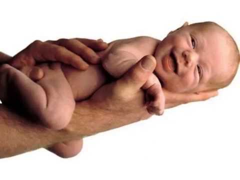 dalmatino grdelin dalmatino grdelin