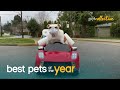 Top 20 Pets Who Think They're Human | Best Pets Of The Year 2020