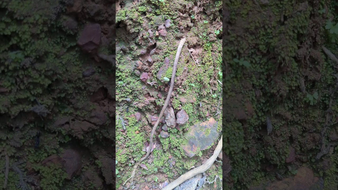 Can anyone work out what this ant is carrying back to the nest? 