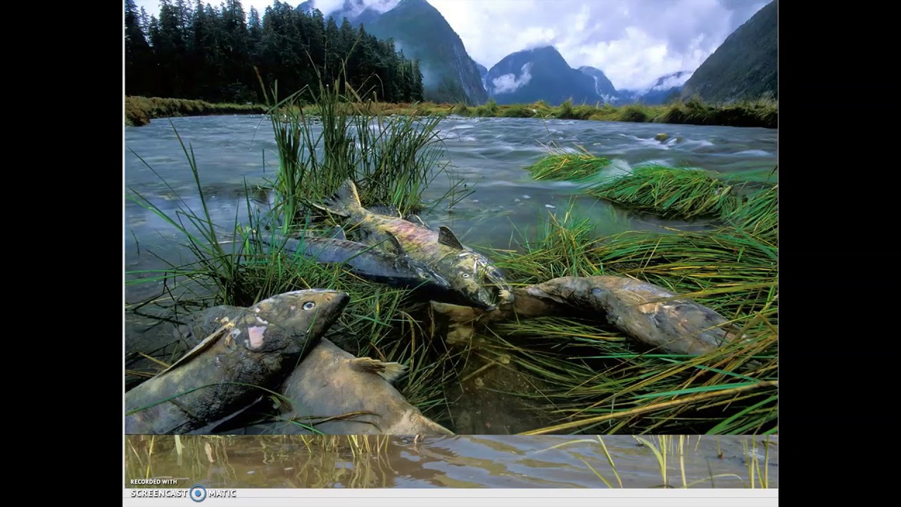 кислотные дожди и животные. кислотные дожди и животные. кислотные дожди. водоемы после кислотного дождя. животные кислотные дждифото.