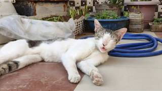 Another Day in Quarantine | Cat Meowing | Gato The Stray Cat