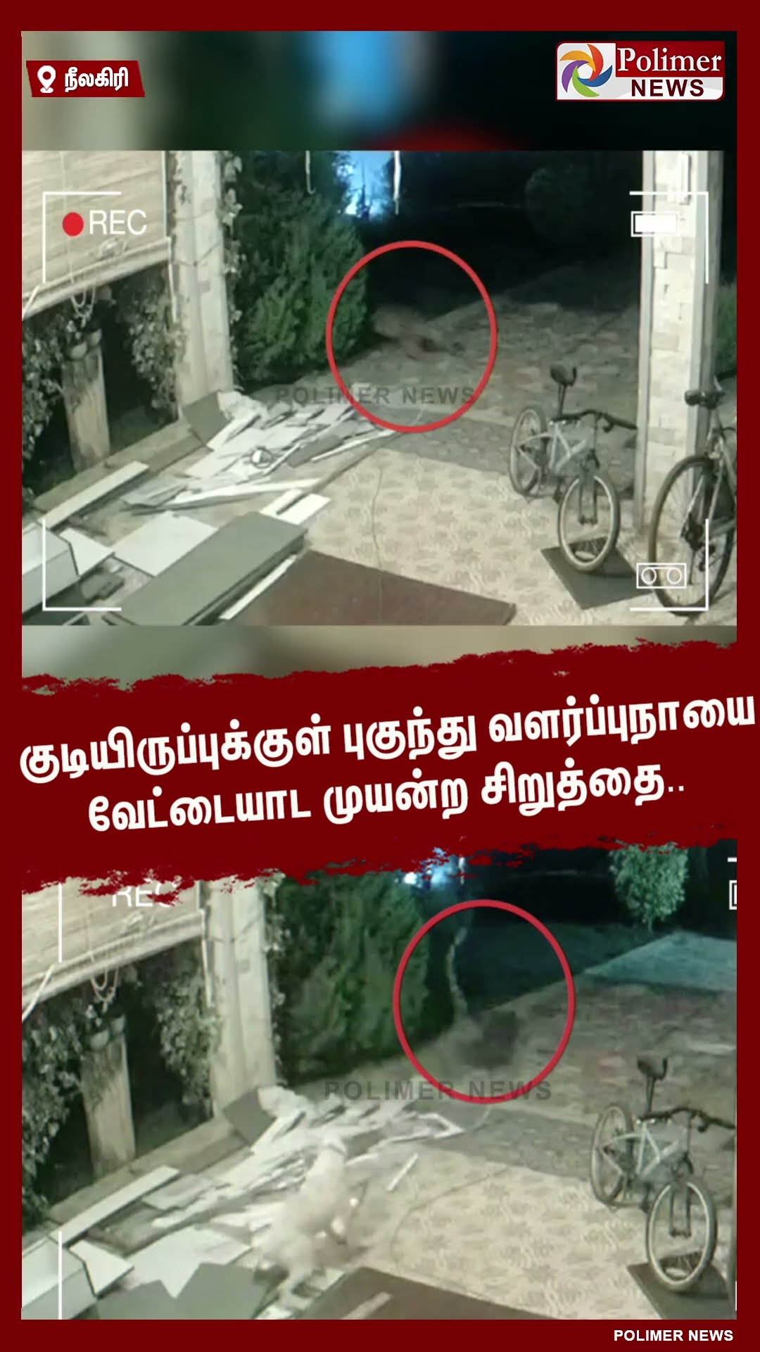 குடியிருப்புக்குள் புகுந்து வளர்ப்புநாயை வேட்டையாட முயன்ற சிறுத்தை..  #shorts | #cheetah | #dog