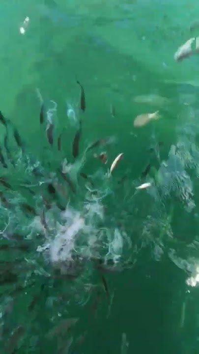 hanya sekejap ikan baby gt menghabiskan potongan ikan ini#fishing #food #fish