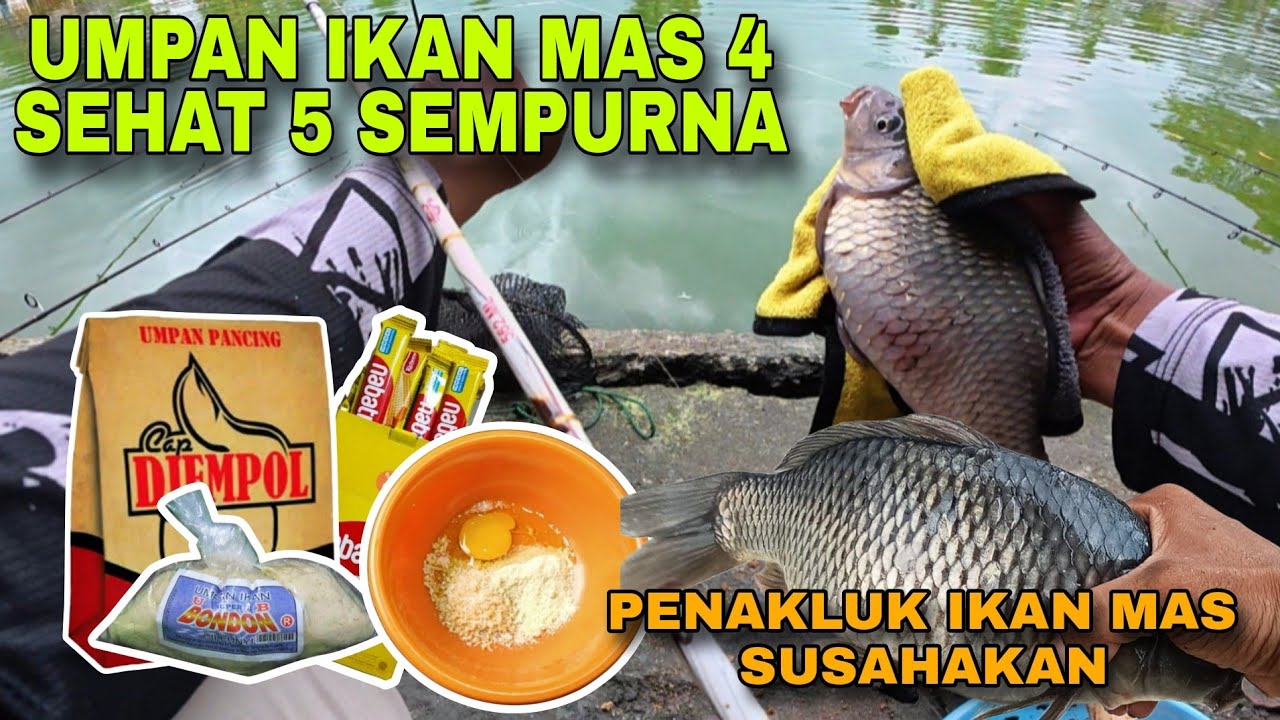Umpan Ikan Mas Susah Makan Paling Jitu ...  Terbukti Ikan Mas Babon Juga Terpincut ...