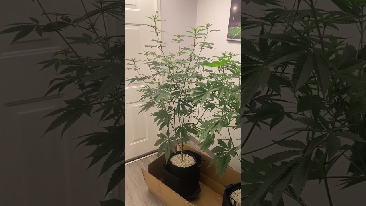 Organic growing - KISS OG - Strawberry Gary -