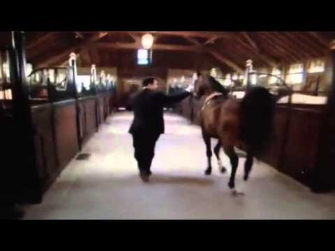 Video: Ontmoeting Met 's Werelds Kleinste Paard - Een Favoriete Veterinaire Herinnering