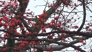 冬去春來 「英雄花」木棉羊城綻放;市民盼春暖花開 疫情早日過去- 20200313 - 有線中國組 冬去春來 「英雄花」木棉羊城綻放;市民盼春暖花開 疫情早日過去- 20200313 - 有線中國組