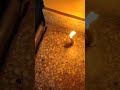 HAPPY CHOTI DIWALI 2022 #diwalispecial #diwali