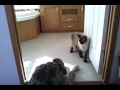 Cat Sneaking Past A Great Dane Youtube Video