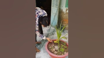 Độc Lạ Cây Dừa Mới Trồng 3 Tháng Có Trái Được Kêu Giá Trăm Triệu