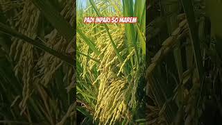 Padi Inpari 50 March shorts