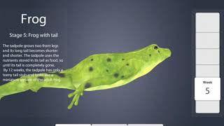 Learn about Life Cycle of Frog: K12 Simulation by Avidia Labs