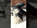 الدكر المسكوفي مع البطه البلدي