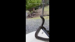 'I Just Felt Something Cold on Me!' Python Hitches Ride with Australian Farmer
