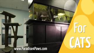 Paradise 4 Paws - Chicago Pet Resort