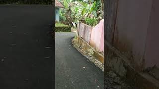 LAGI JALAN TIBA TIBA DIHADANG BURUNG JALAK,,,pertanda apa ini #alam #penelusuran #misteri