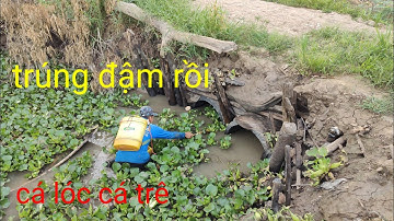 xiệt cá lóc cá trê điểm mới mùa lúa 9🌾 trúng đậm rồi