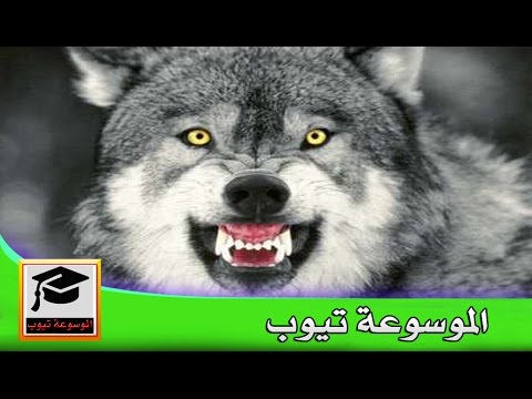 الذئب تعرف ما إسم انثى الذئب Youtube