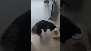 댕댕이 성격 유형별 특별식 반응~ㅋ