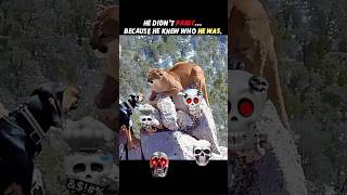 Calm in Chaos – The Power of a Mountain Lion #trending dog #mountainlion wildlife #animals #shorts