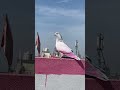 Kabootar bazi 🕊️ #kabutar #pigeon #birds #rabbit #tigerpigeon #kabutarbazi #pets #petsvlog #pigeon