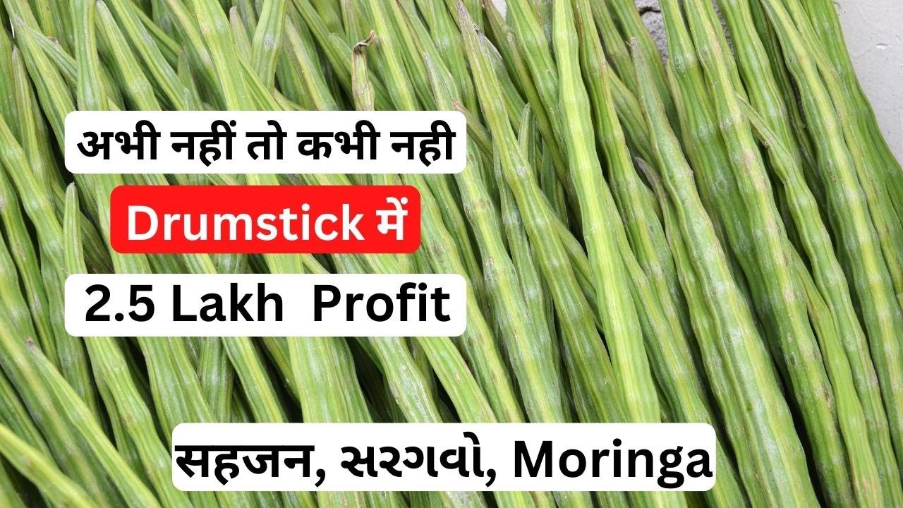 drumstick export business drumstick export to dubai export import