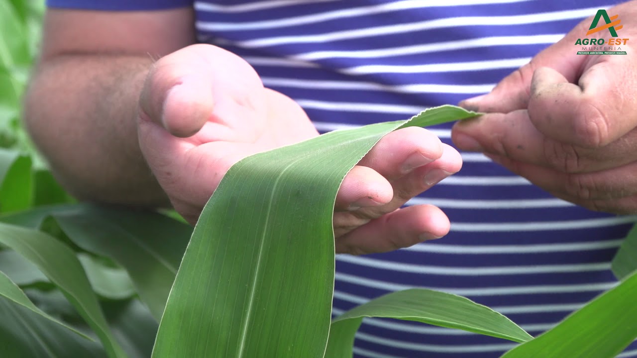 Efectul biostimulatorilor Agro-Est Muntenia la cultura de porumb