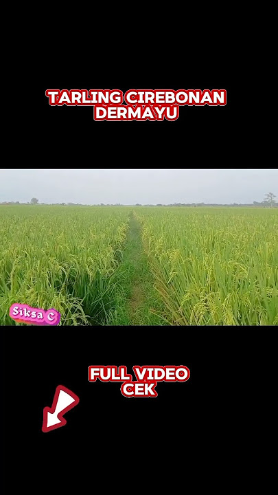 Siksa Cinta #tarlingterbaru2025#tarlingpantura #tarlingklasik #cirebonbanget