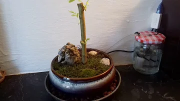 Comment faire un bonsaï avec un saule pleureur ?