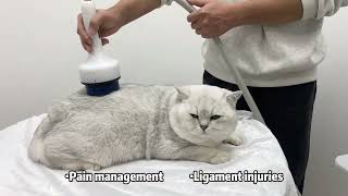 Focused Shockwave Therapy for Animal Rehabilitation 🚀#shockwave #horse #sokingbeauty
