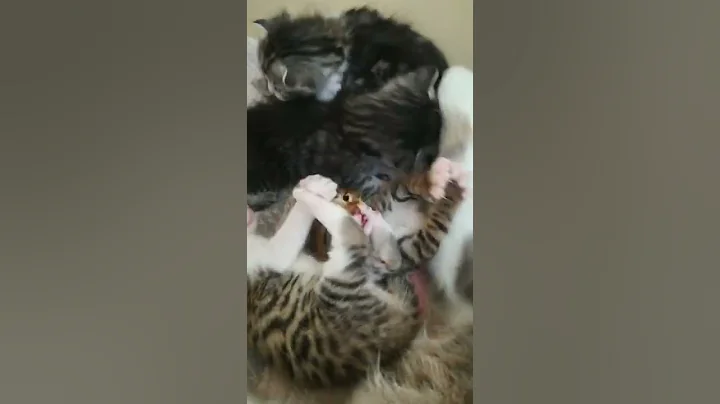 Watch the video about Little cat fight #shorts #kitten #lovely #cute #short #funny #america #russia #germany #argentina