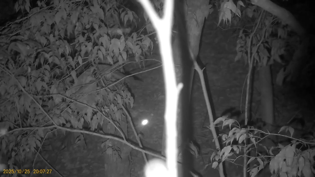 25 de setembro de 2025